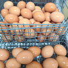 Chicken Eggs