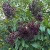 Wild Realm Homegrown Elderberries