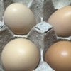 Pasture Raised Eggs