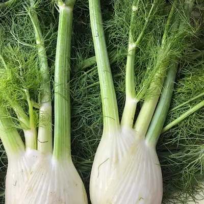Fennel bulb