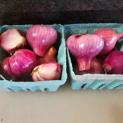 Shallots