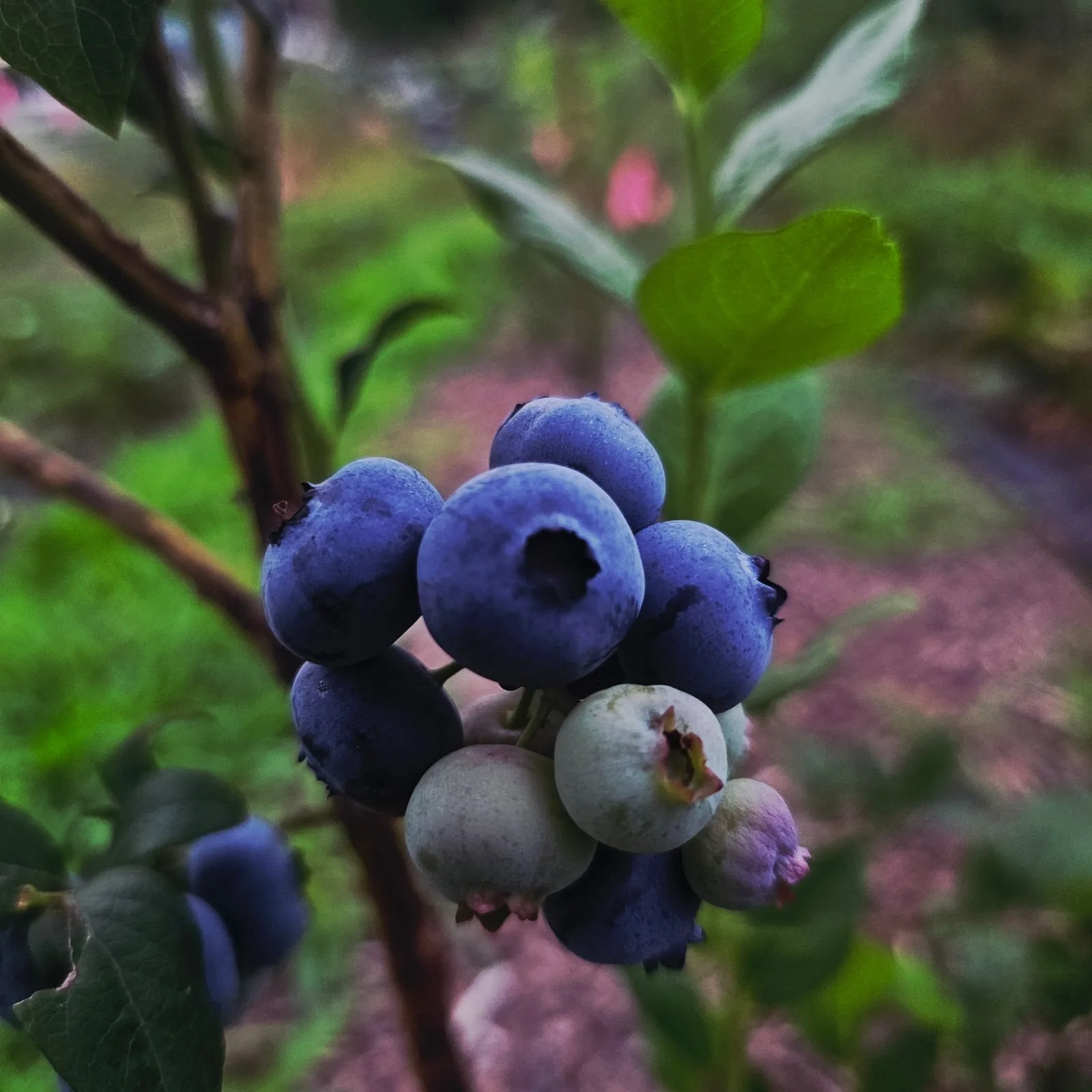 Blueberries