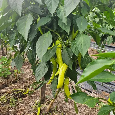 Hot Banana Pepper