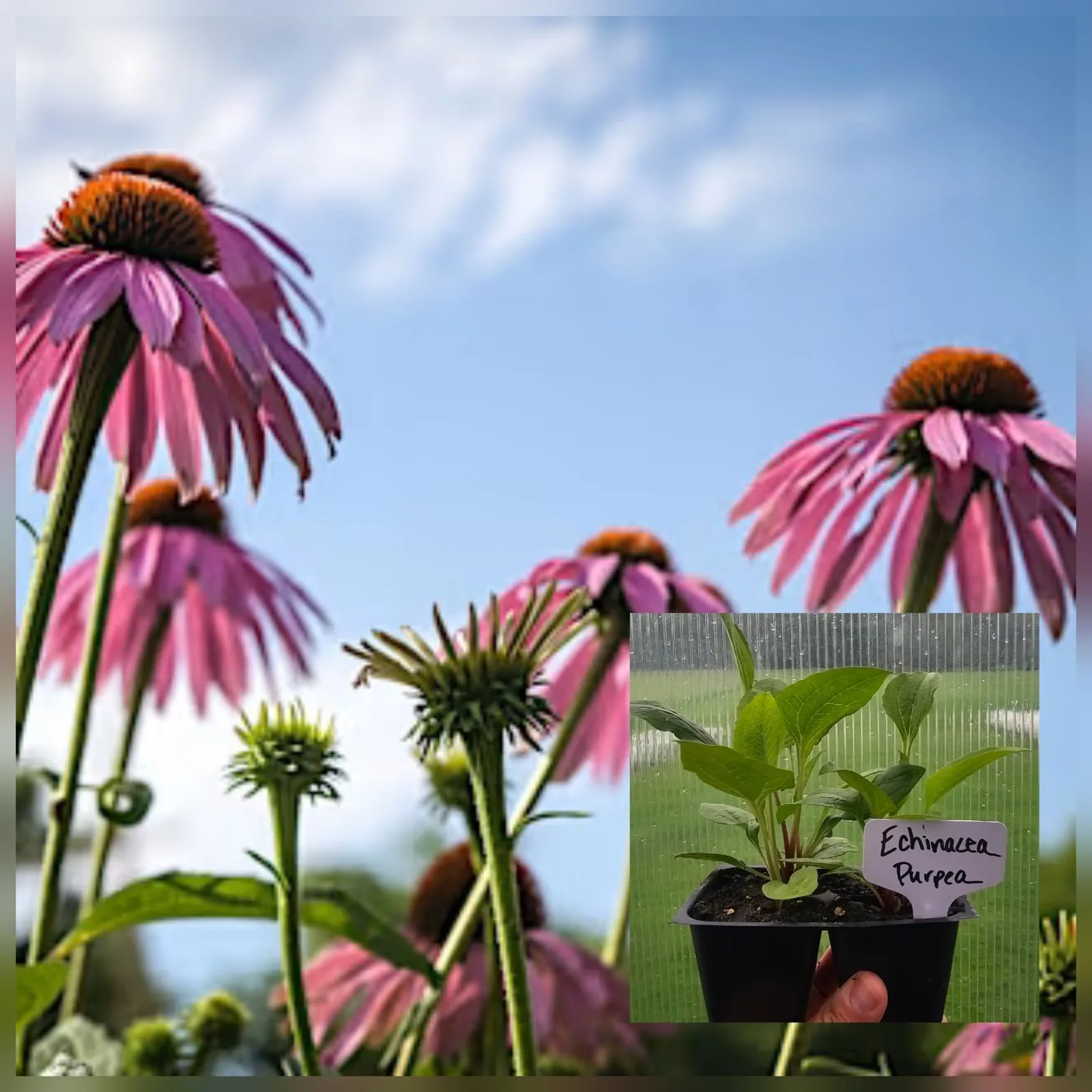 Echinacea (4pk)