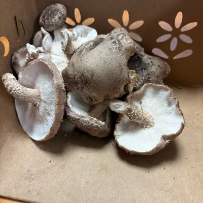 Shiitake Mushrooms