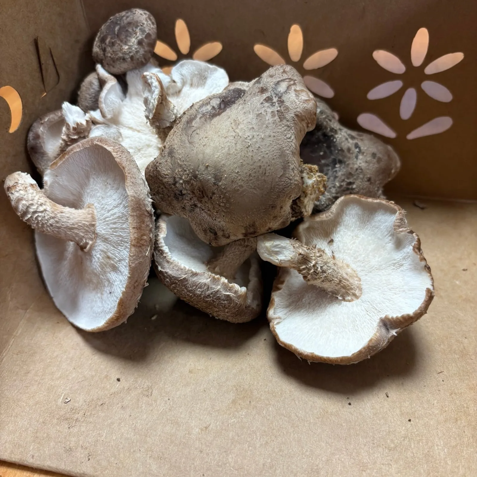 Shiitake Mushrooms