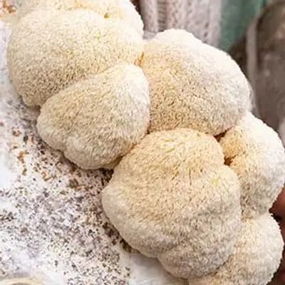 Lion's Mane Mushrooms