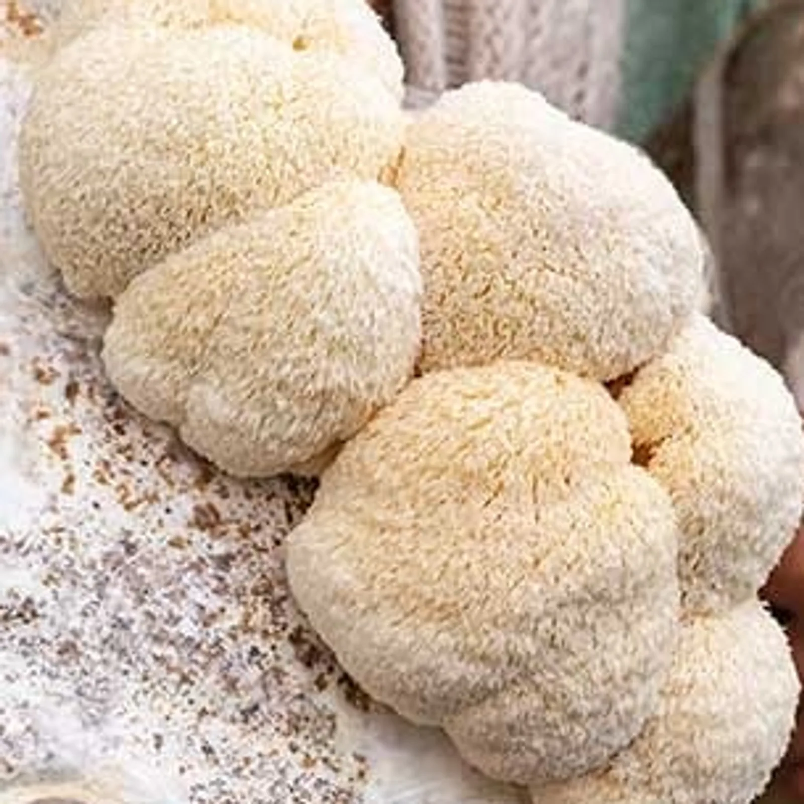 Lion's Mane Mushrooms