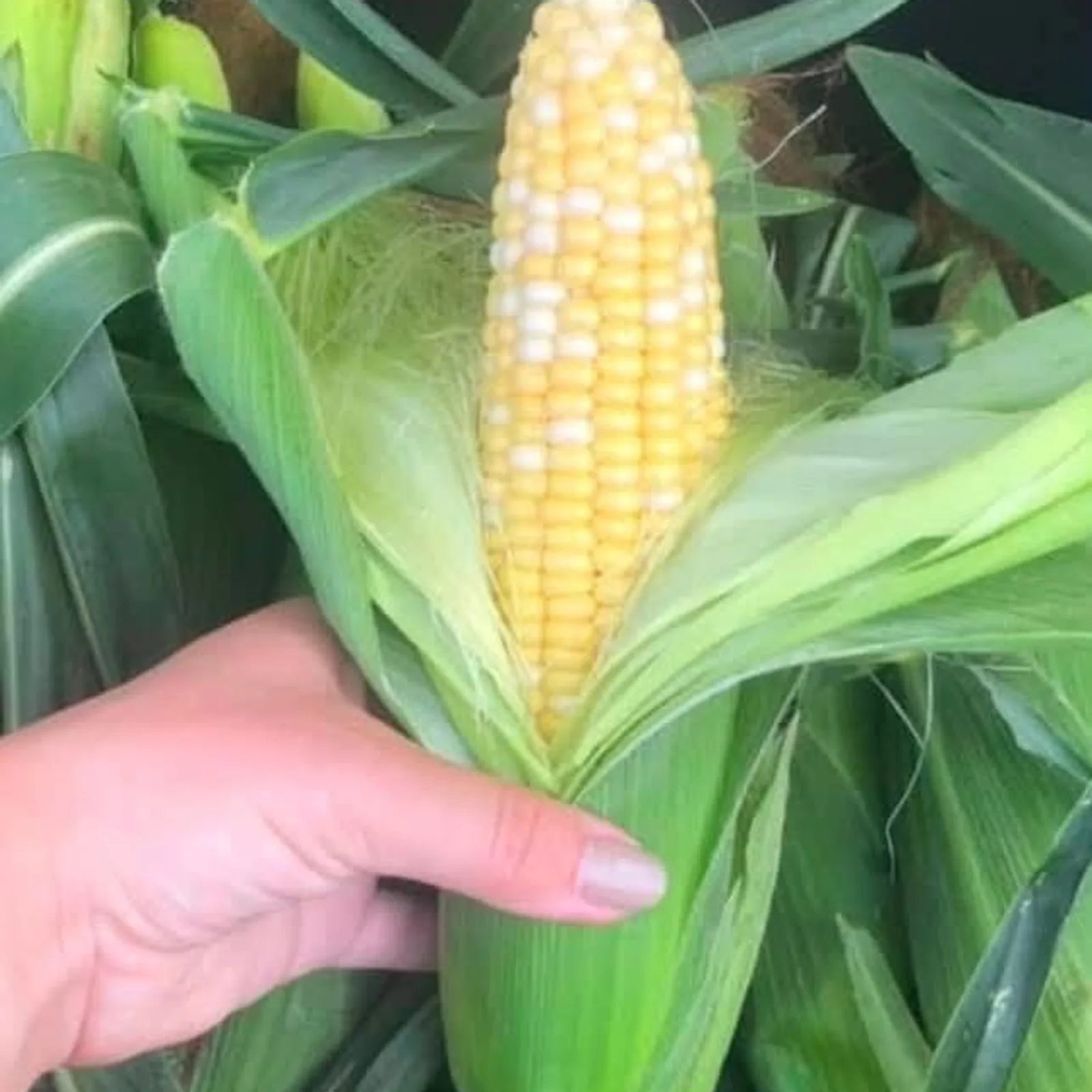 Sweet Corn