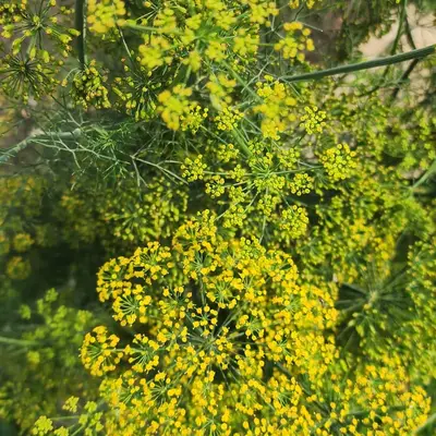 Fresh Dill Bunch