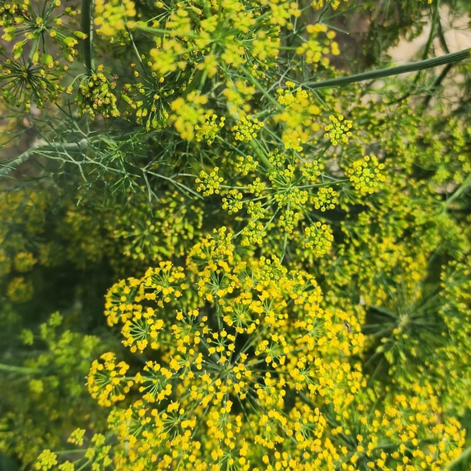Fresh Dill Bunch