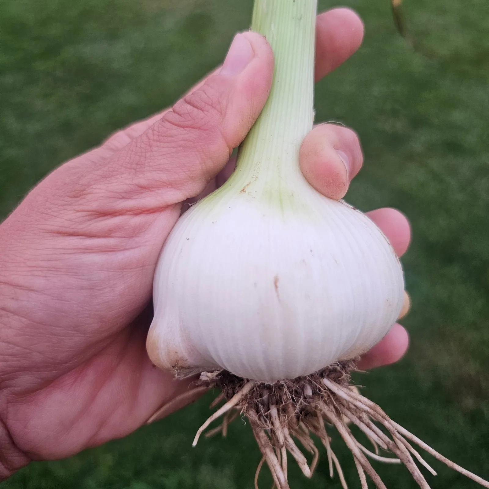 Garlic