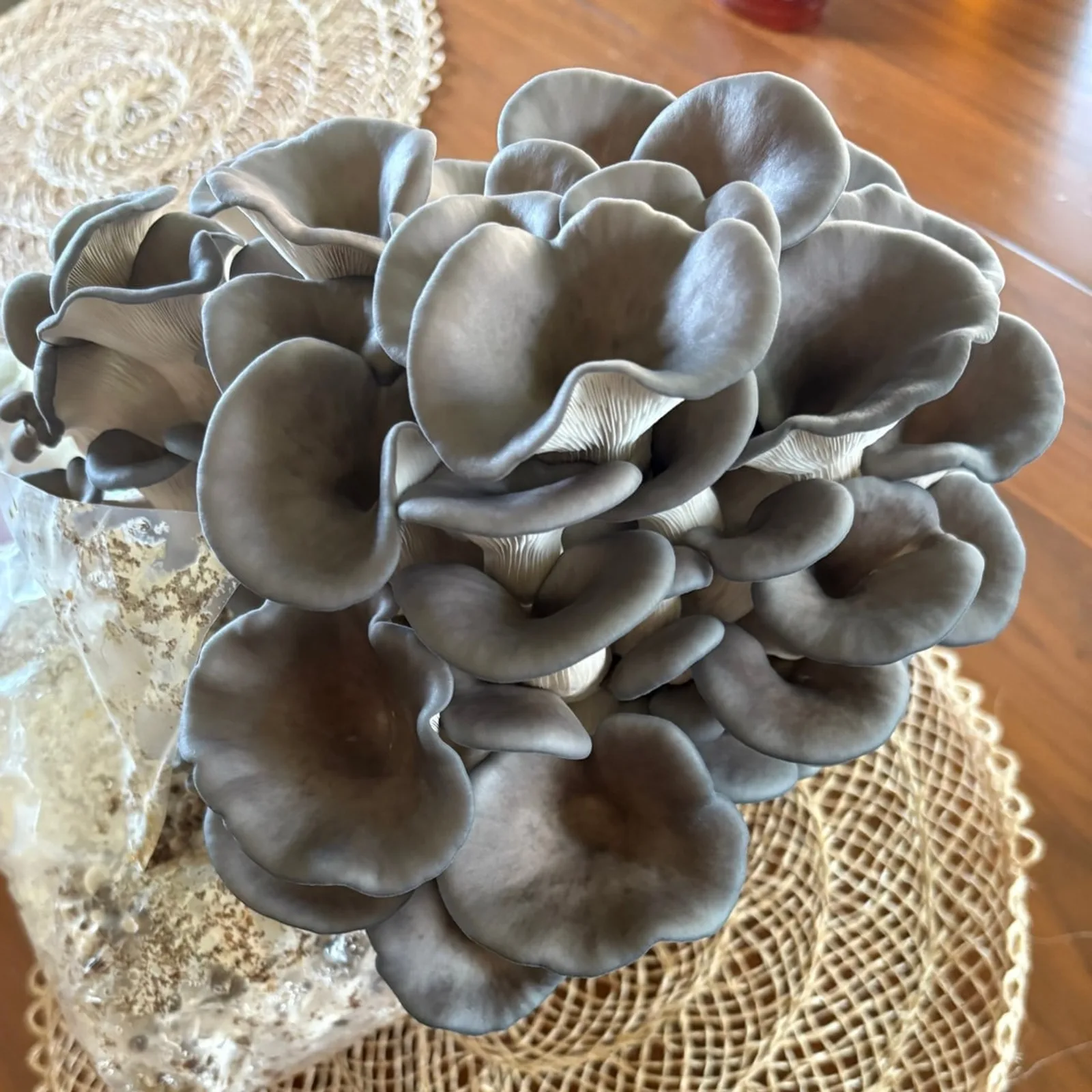 Blue Oyster Mushrooms