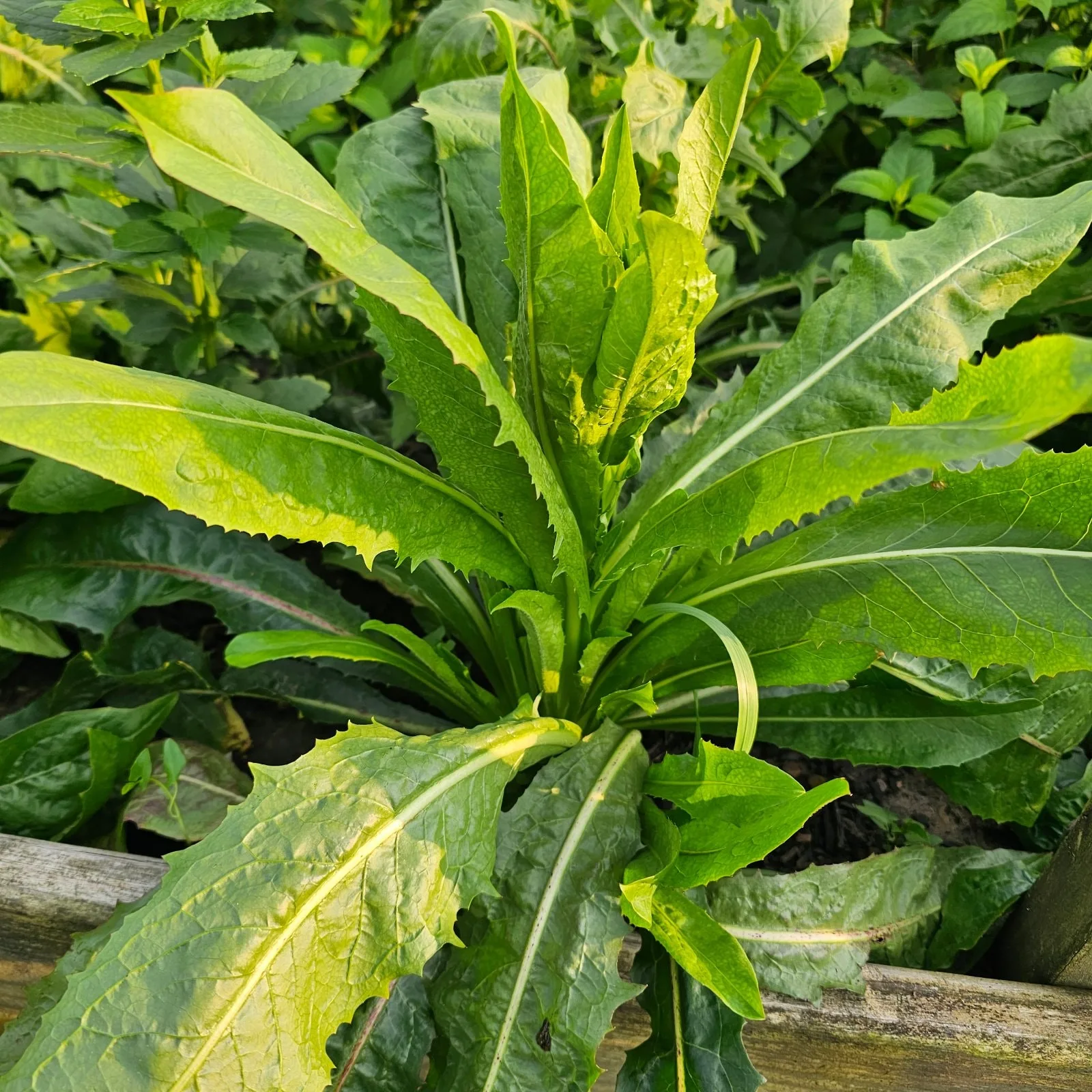Bitter Greens, Chicory