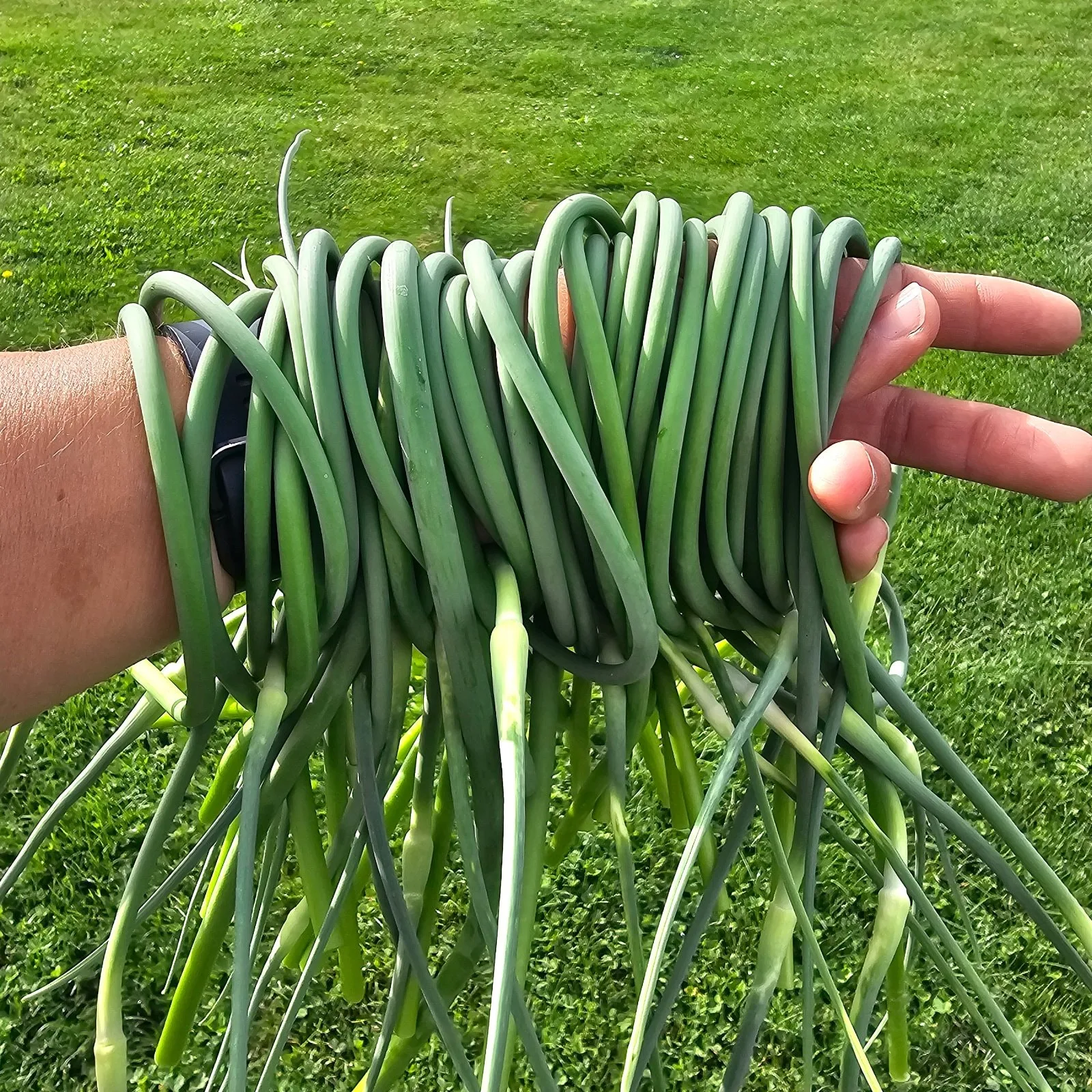 Garlic Scapes