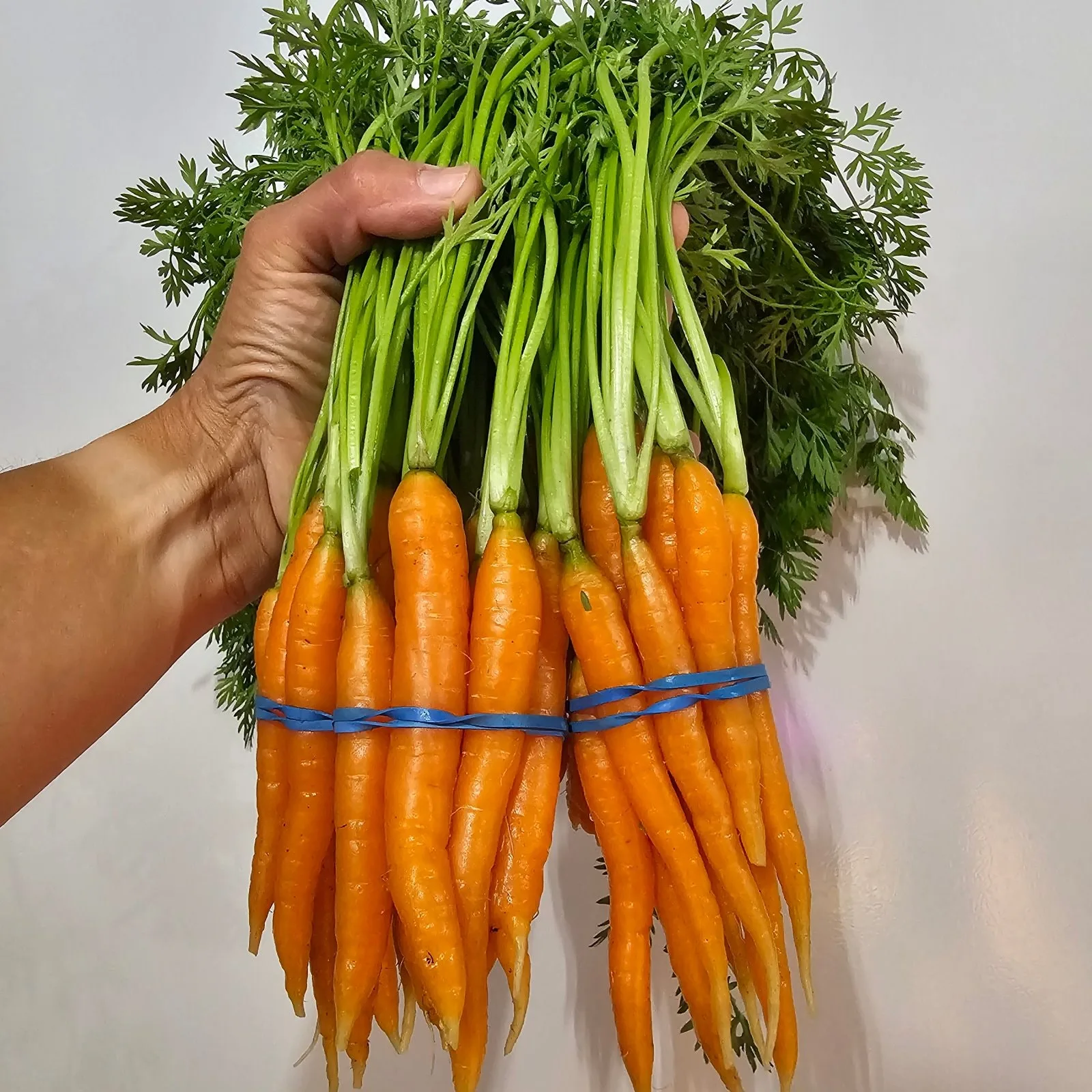 Gourmet Petite Carrots