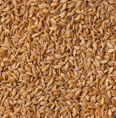 Einkorn — Ancient Organic Grain