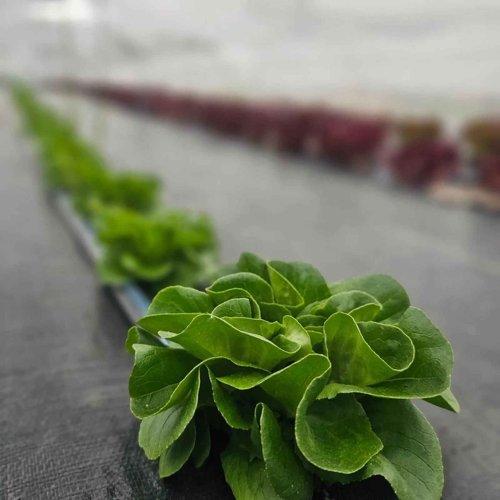 Artisan Lettuce Variety Pack