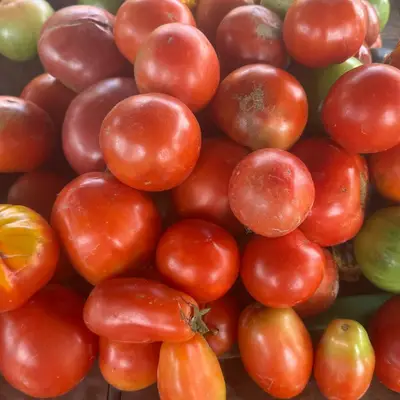 Roma Tomato