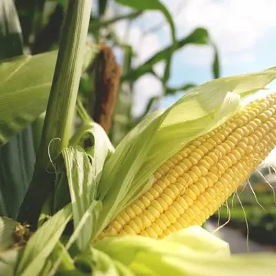 Sweet Corn