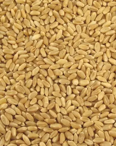Hard White Wheat — Organic Grain