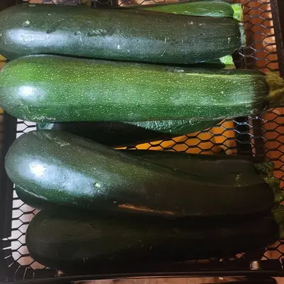 Zucchini
