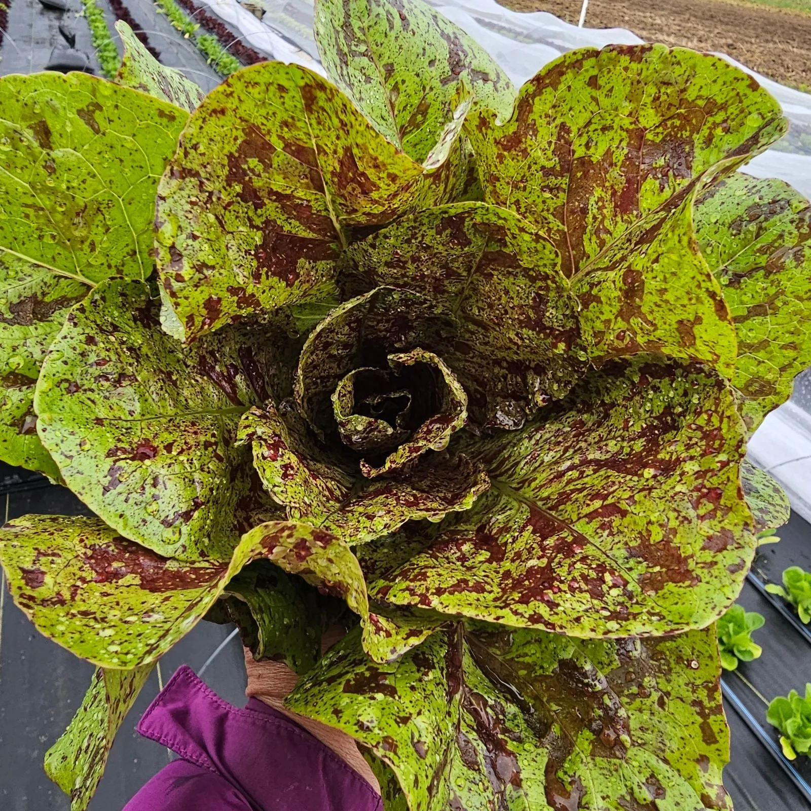 Speckled Romaine Head Lettuce