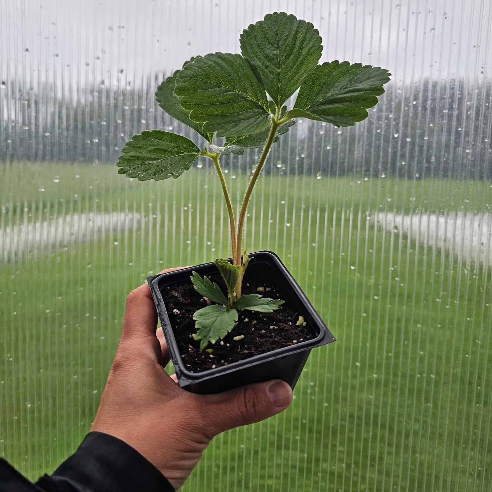 Strawberry Plants