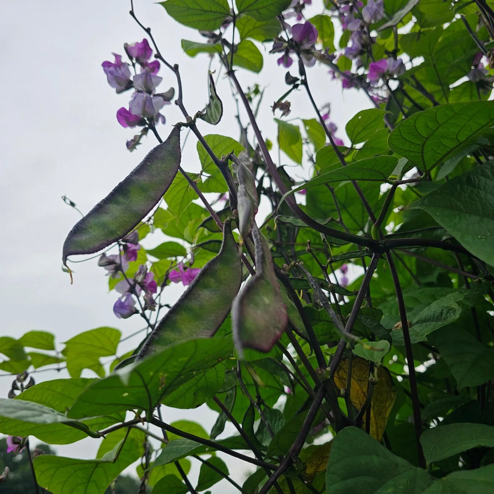 Beans, Hyacinth