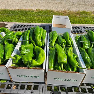 Marconi Sweet Pepper