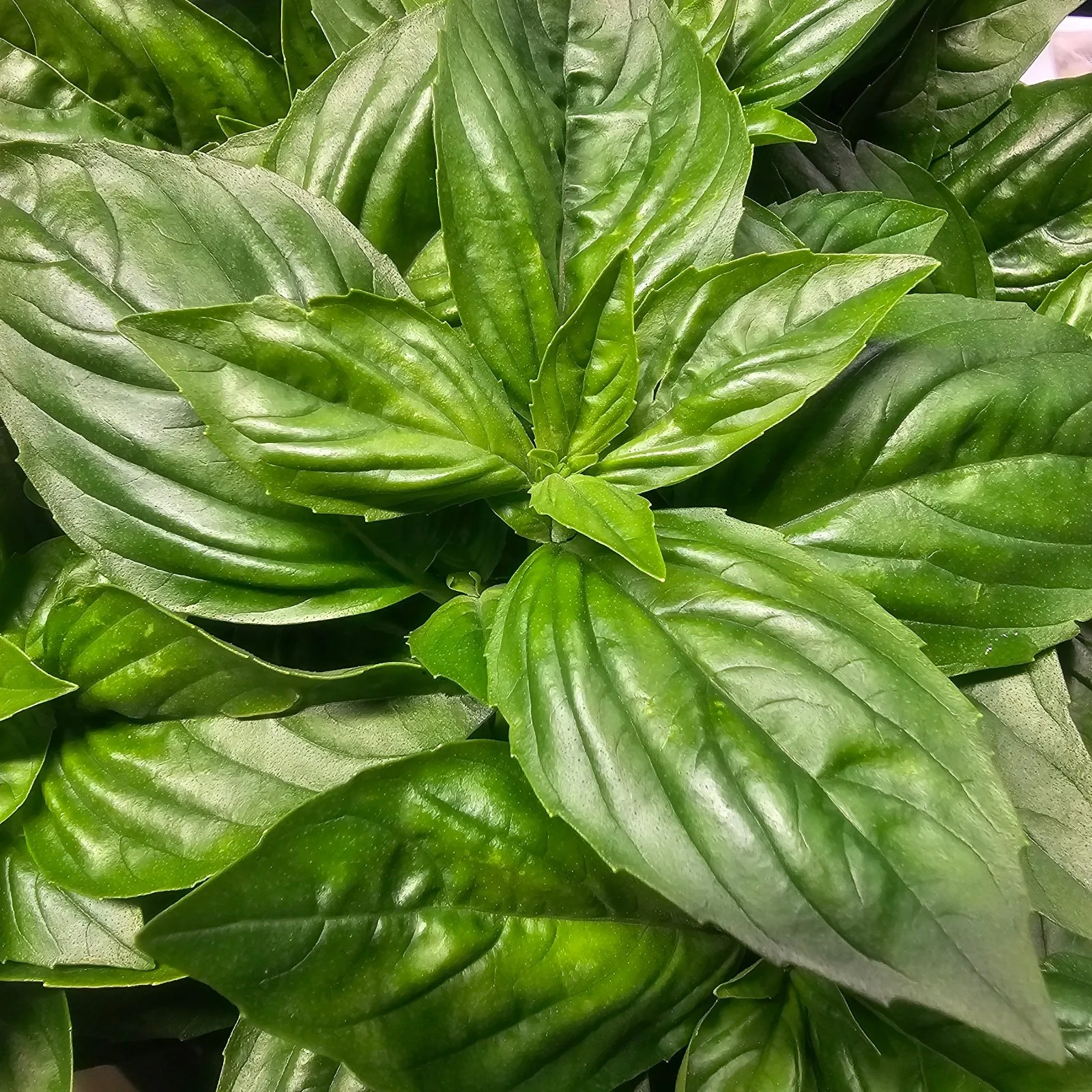 Basil, Fresh