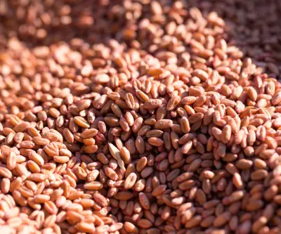 Hard Red Wheat — Organic Grain