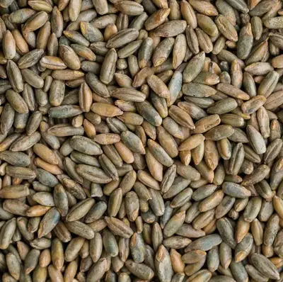 Rye — Organic Grain