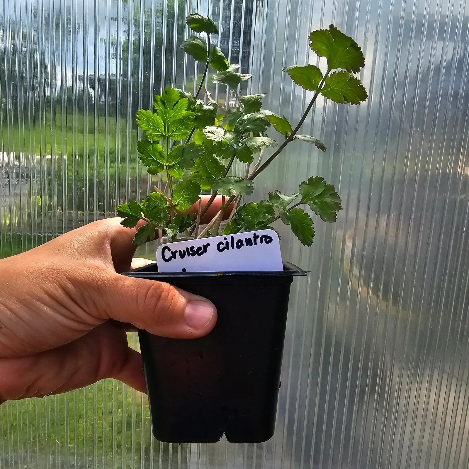 Cilantro, Potted Herb