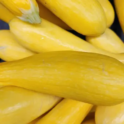 Yellow Squash