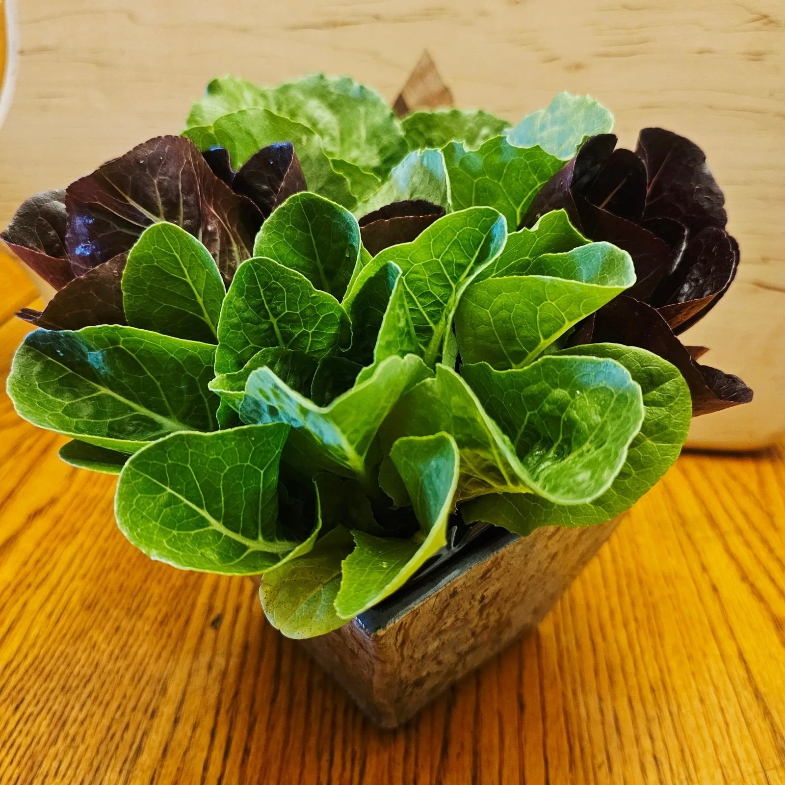 Mini Romaine Variety Pack